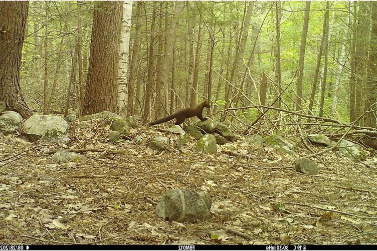 A fisher stands atop a stone wall.