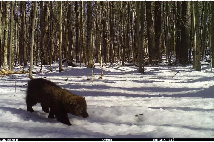 A young fisher walks across a snowy opening in the forest. 